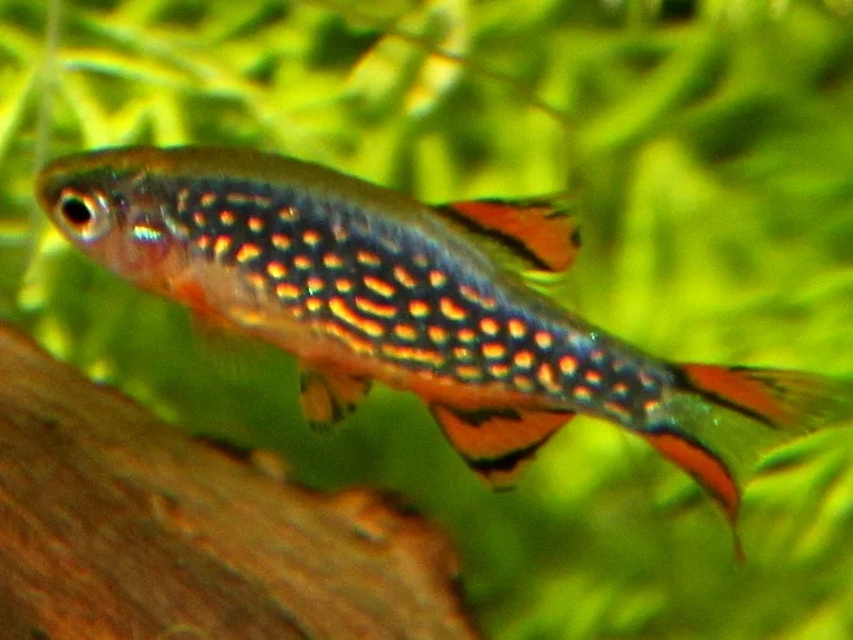 Danio margaritatus 1