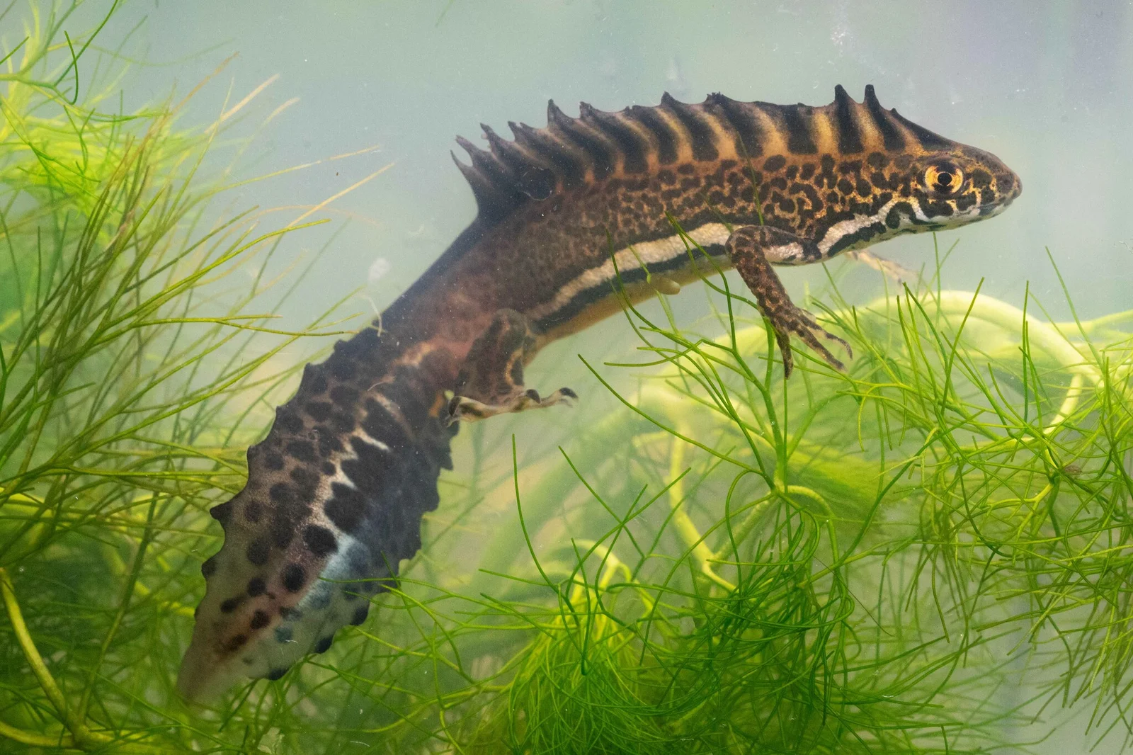 Ommatotriton vittatus 1